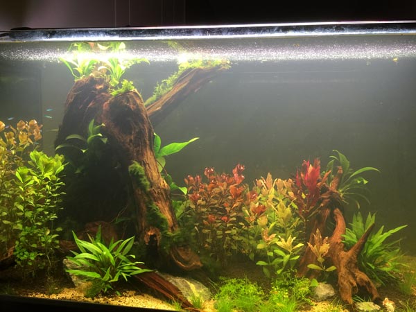 魚缸完成效果圖